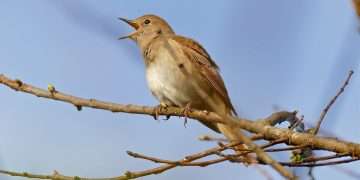 Common Nightingale (Luscinia megarhynchos), Photo by Albert Butcher